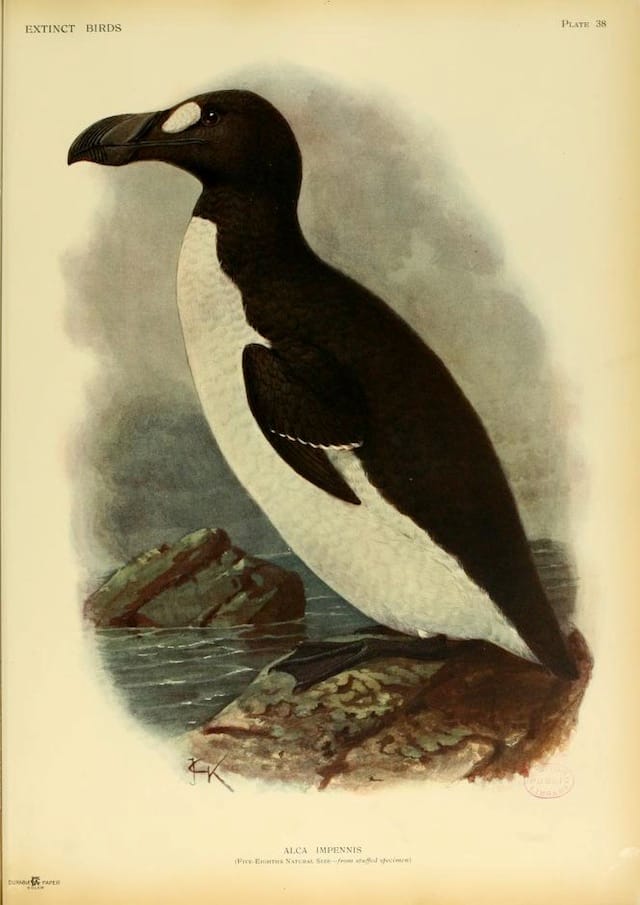 Greak auk from Walter Rothschild's "Extinct Birds" (1907) (courtesy Biodiversity Heritage Library)