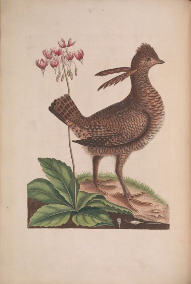 Heath hen in "The Natural History of Carolina, Florida, and the Bahama Islands" (1754) (courtesy Biodiversity Heritage Library)