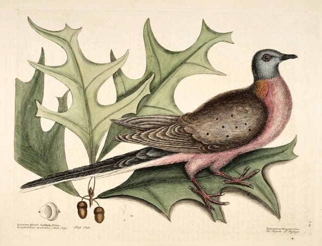 "The Pigeon of Passage" in "The Natural History of Carolina, Florida, and the Bahama Islands" (1754) (courtesy Biodiversity Heritage Library)