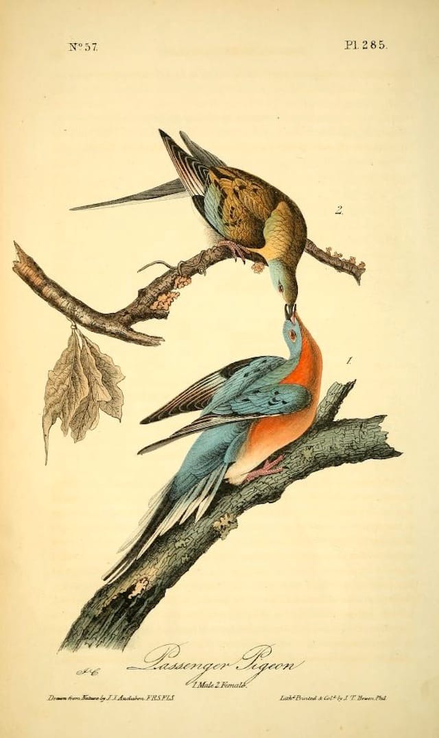 Passenger pigeons from John James Audubon's "The Birds of America" (1840s) (courtesy Biodiveristy Heritage Library)