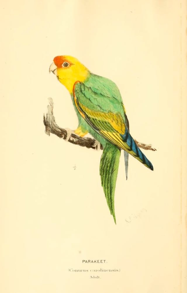 Carolina parakeet from "A History of North American Birds" by S. F. Baird, T. M. Brewer, and R. Ridgway (1905) (courtesy Biodiversity Heritage Library)