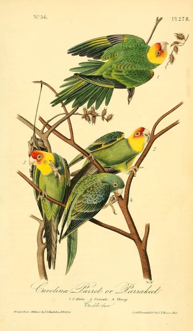 Carolina parakeets from John James Audubon's "The Birds of America" (1840s) (courtesy Biodiveristy Heritage Library)