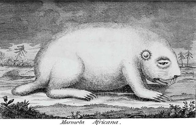 The Marmota Africana (or African Rat) illustrated in Carl Peter Thunberg's "Travels in Europe, Africa and Asia, performed between the years 1770 and 1779" (1795-96)
