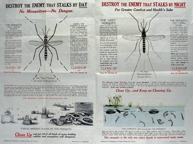 Australian public health information poster on the tiger mosquito and the grey 'night-biting' mosquito as carriers of disease (dengue, yellow fever and filaria), advising citizens to clean up water-holding rubbish, produced by Brisbane City Council Department of Health after the 1926/1927 dengue epidemic. Colour lithograph, ca. 1928.