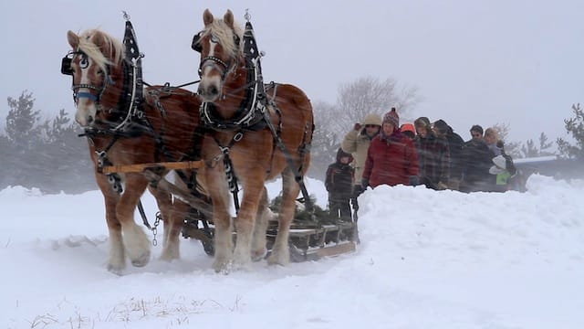 Still of a burial at Greensprings Natural Cemetery in New York from "A Will for the Woods"
