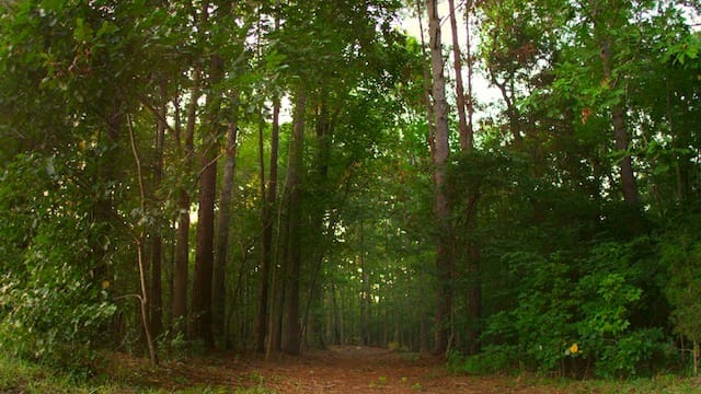 Still of Pine Forest Memorial Gardens in Wake Forest, North Carolina in "A Will for the Woods" (all images courtesy the filmmakers)