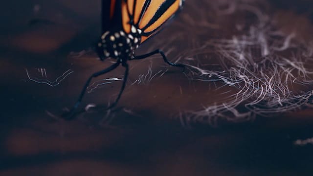 (Screen grab via Vimeo) 