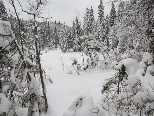 Katie Paterson, "Future Library" (2014–2114), commissioned by Bjorvika Utvikling and produced by Situations (photo © Vibeke Hermanrud)