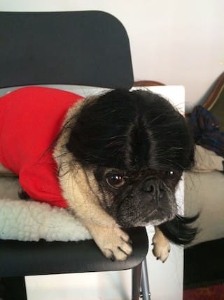 MarinaAbramopug16