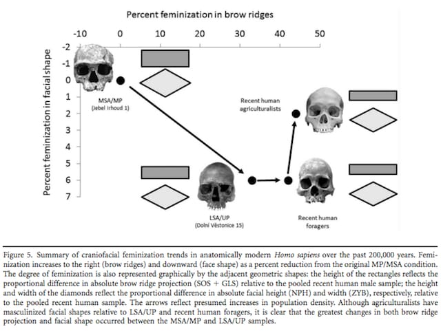 How feminization works, according to the study. (from the original report)