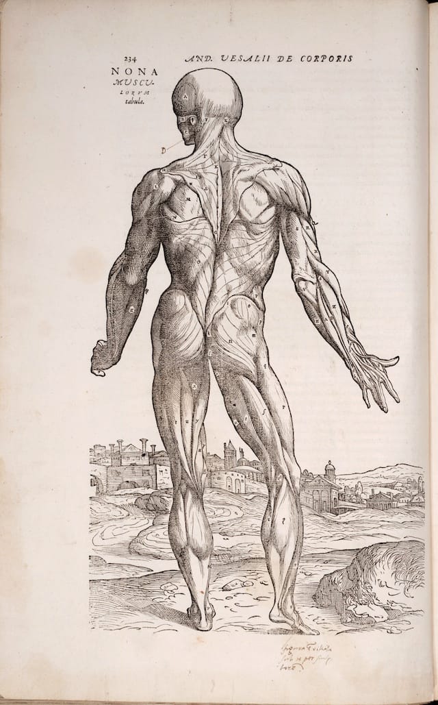 vesalius1