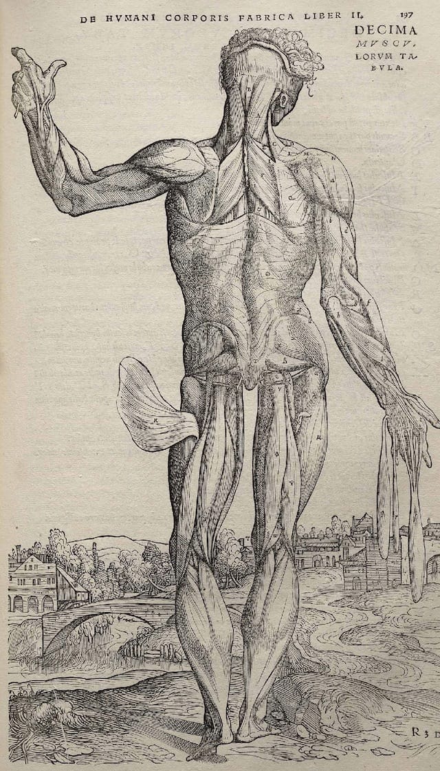 Illustration from Andreas Vesalius's "De humani corporis fabrica" (1543) (via Wikimedia)