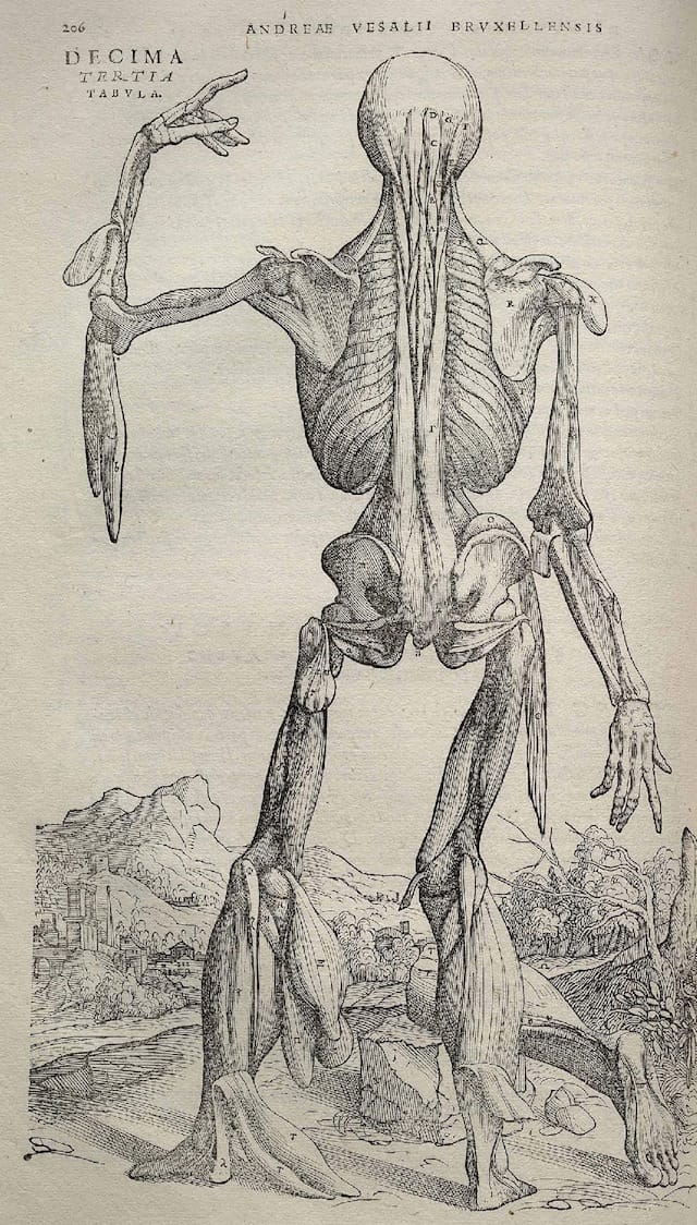 Illustration from Andreas Vesalius's "De humani corporis fabrica" (1543) (via Wikimedia)