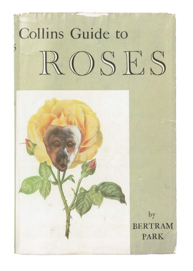 14_OrtonHalliwell_Roses