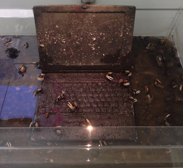 Max Hooper Schneider, "The Last Caucasian War" (2014), Acrylic tank, 1996 Toshiba Tecra 700CT, polymer resin, mud, leaf litter, gravel, found detritus, Ocypodid crabs (Genus Oca)