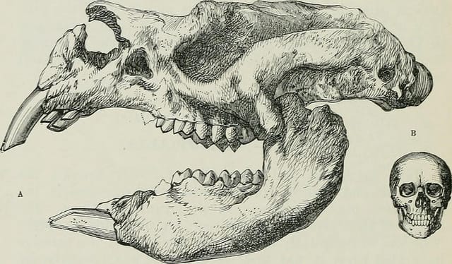 "A guide to the fossil mammals and birds in the Department of geology and paleontology in the British Museum" (1909) (via Internet Archive Book Images)