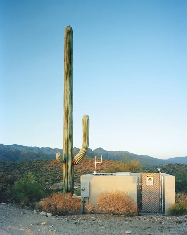 Robert Voit, Scottsdale, Arizona, USA, from the series New Trees, 2006, C-print, ©Robert Voit