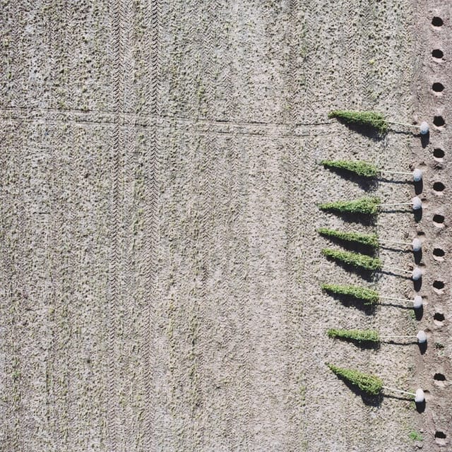 Gerco de Ruijter, Baumschule #001, 2010, inkjet print on Dibond, ©Gerco de Ruijter (all images courtesy Thames & Hudson)