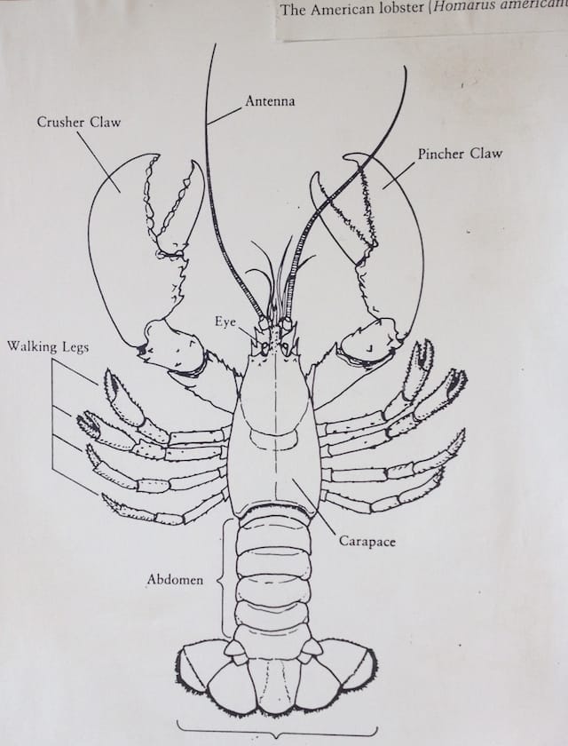 Lobster Diagram