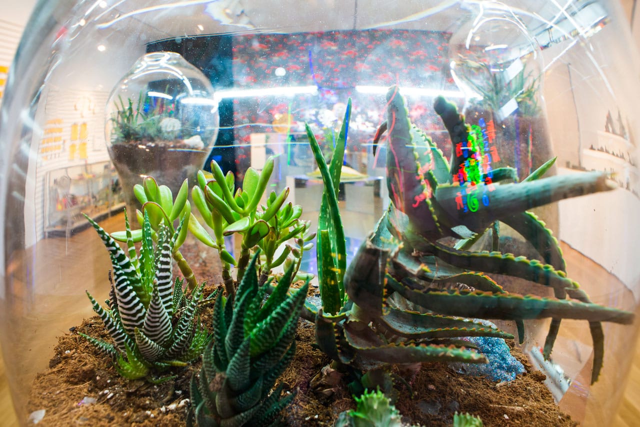 Paula Hayes Terrarium (2014) (photo by Eric Scott)