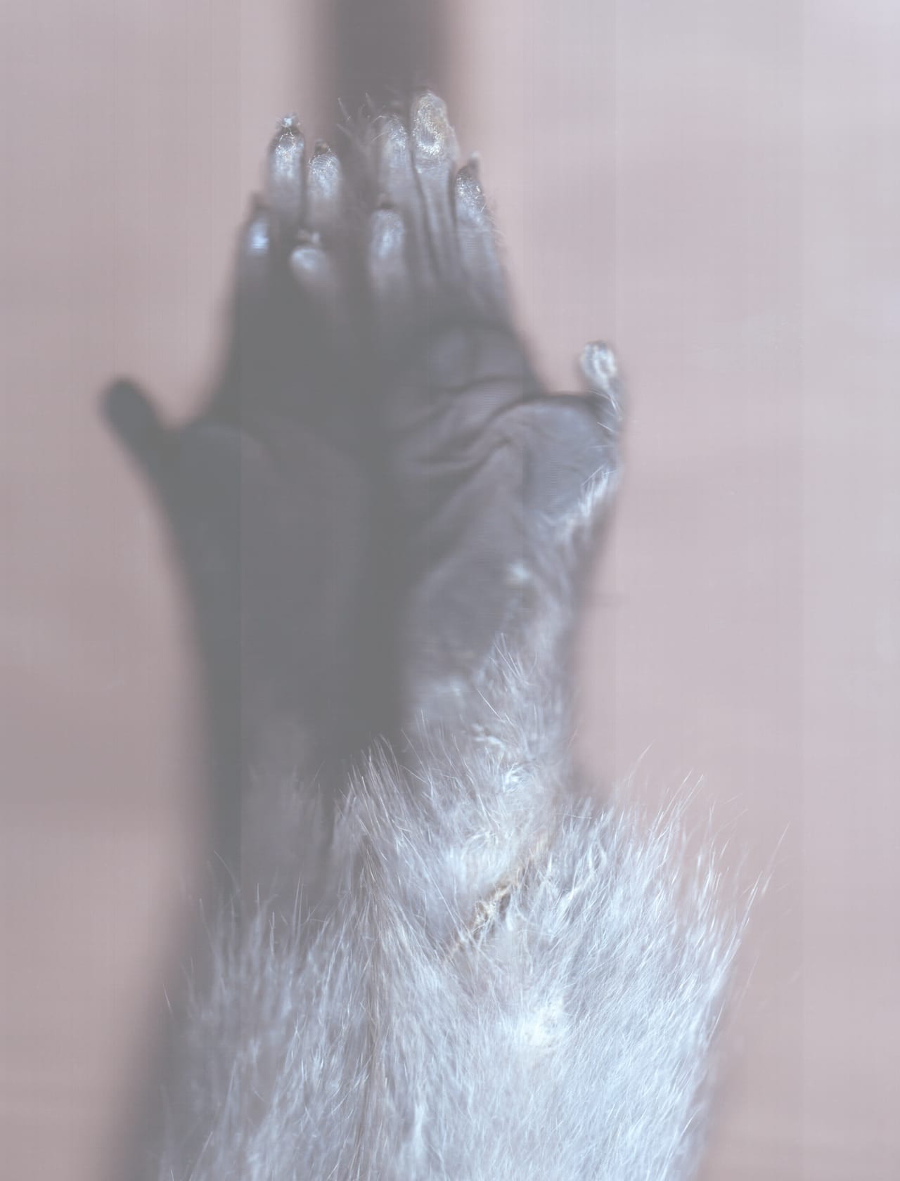 Ann Hamilton, Digital scan of a macaque from University of Washington’s Burke Museum of Natural History and Culture Ornithology Collection (2014) (courtesy the artist)