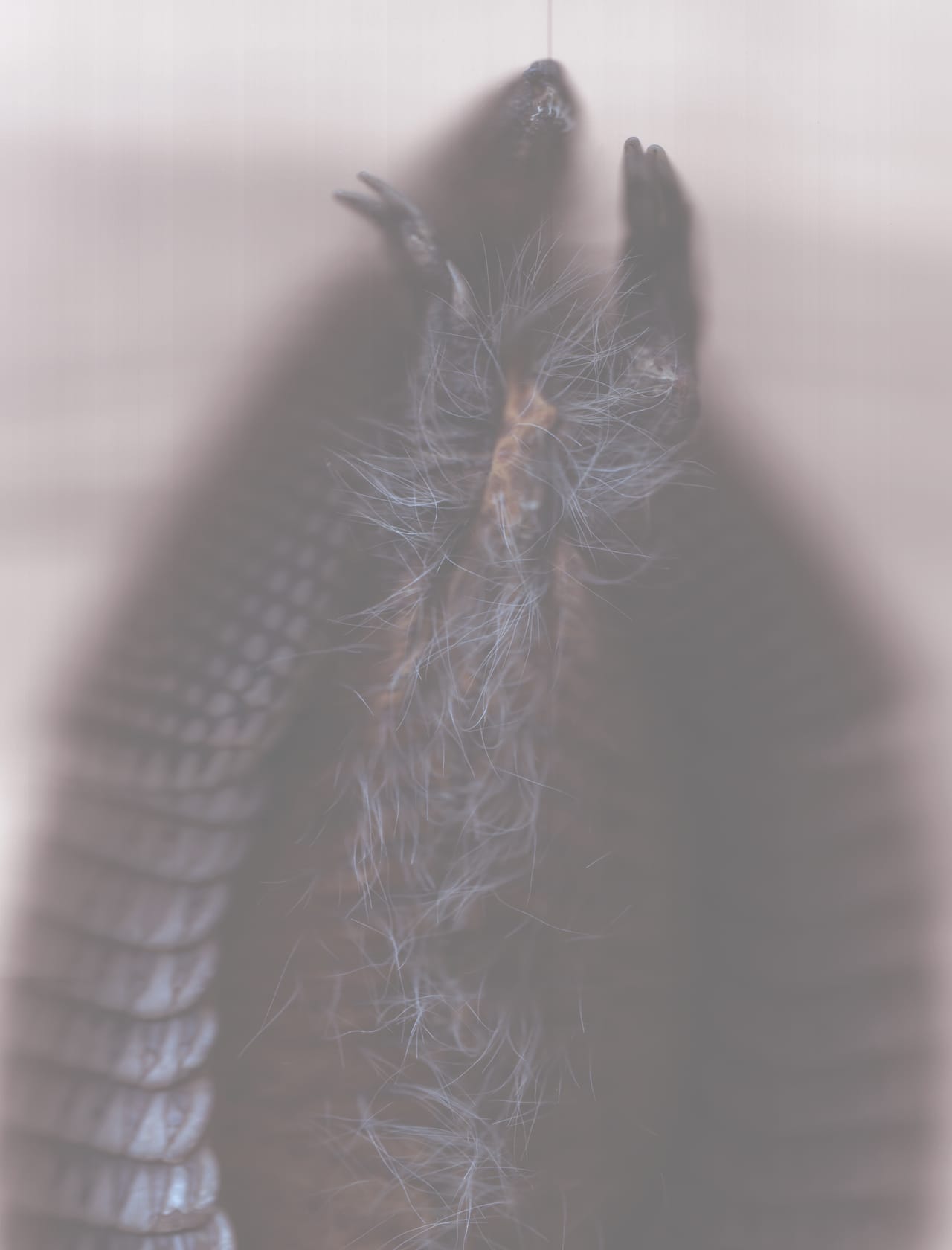 Ann Hamilton, Digital scan of a nine-banded armadillo from University of Washington’s Burke Museum of Natural History and Culture Ornithology Collection (2014) (courtesy the artist)