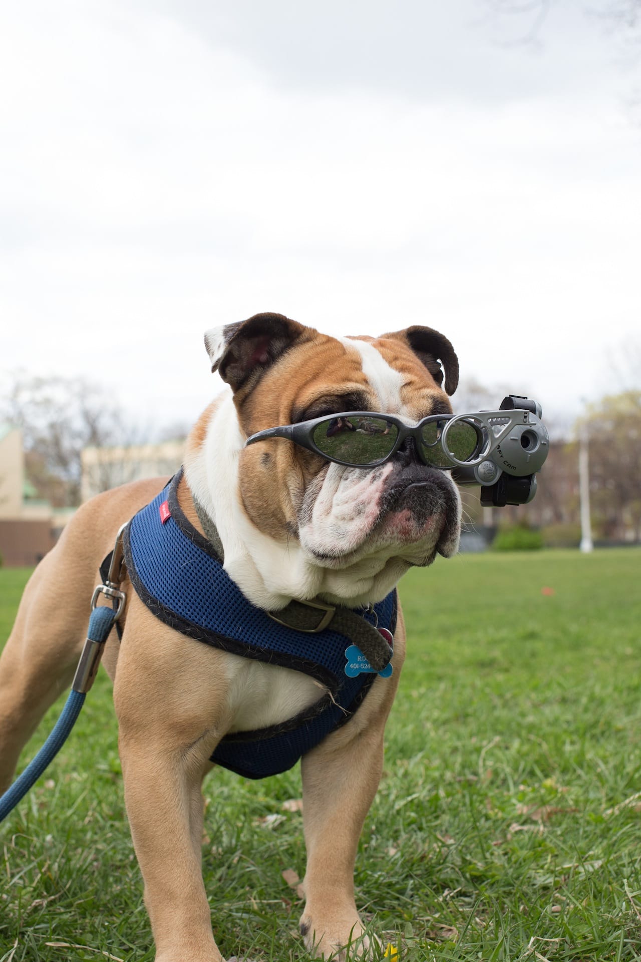 Rocky the dog, pretending to be a human spy. Spy Gear Spy Camera, Mini Camera with Sunglasses  Manufactured in China for Wild Planet Toys. Year: 2002. Film: 110.