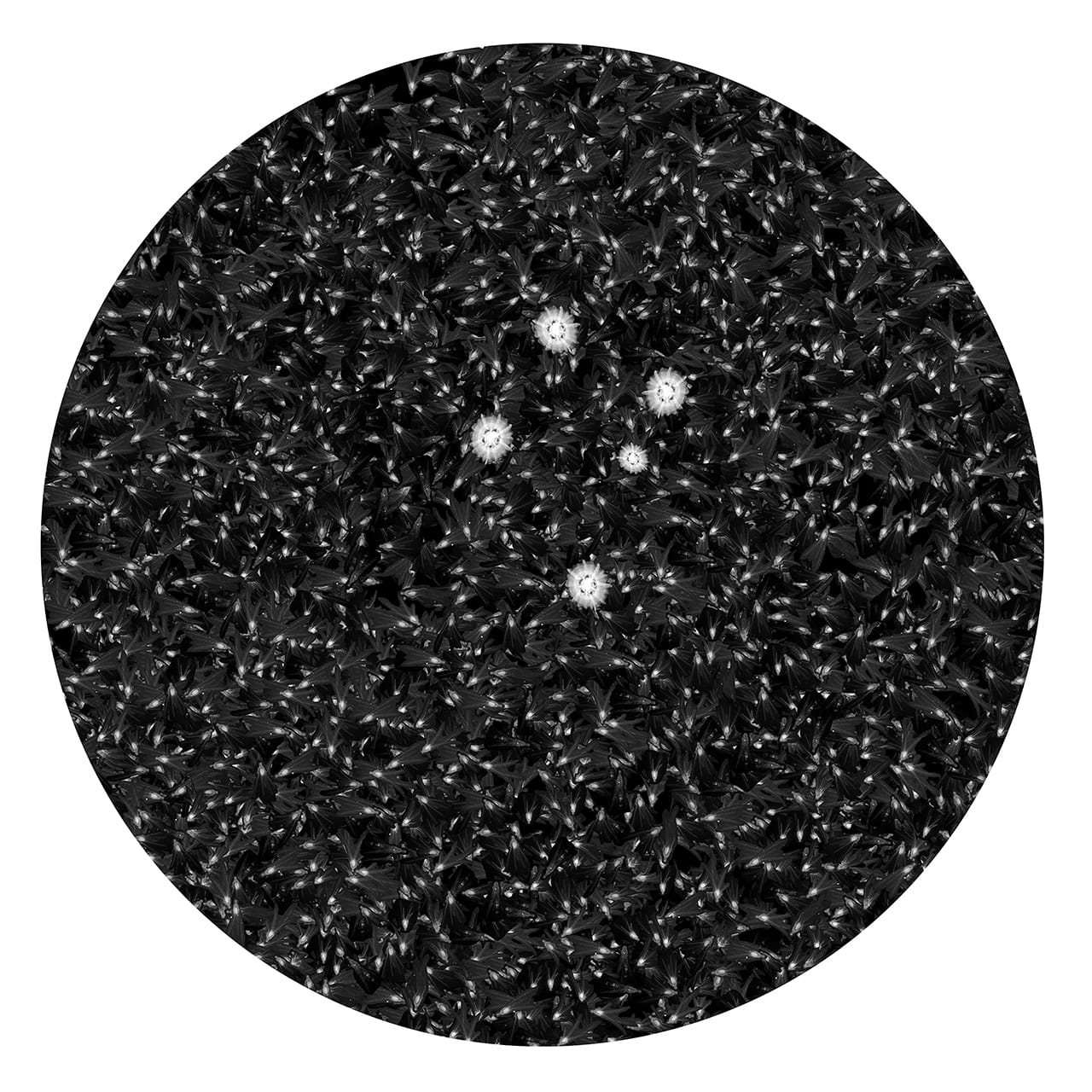 "Finite" by Dornith Doherty, 2014, 56 x 56 inches, archival pigment print