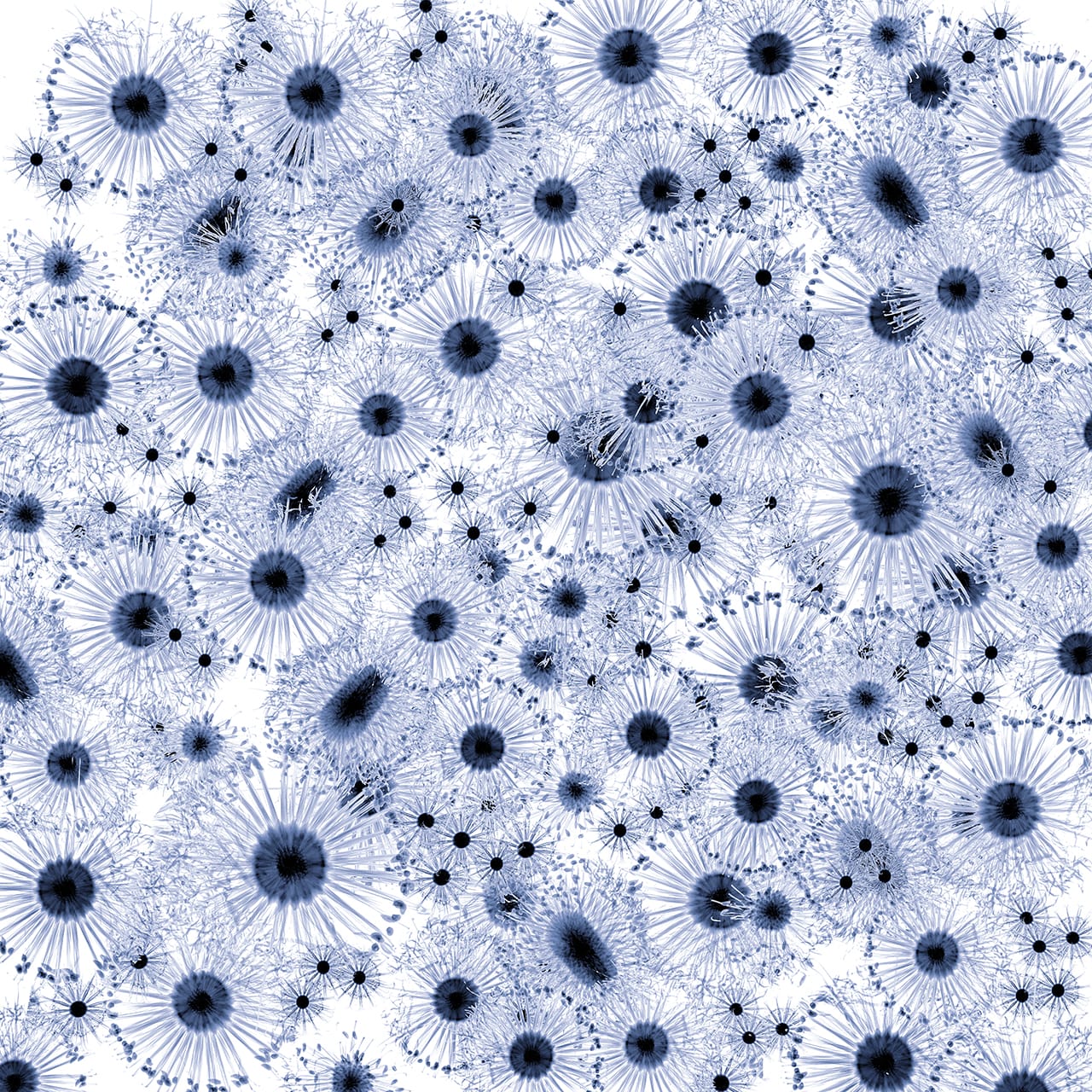 "Banksias" by Dornith Doherty, 2014, 36.5 x 36.5 inches, archival pigment print  (click to enlarge)