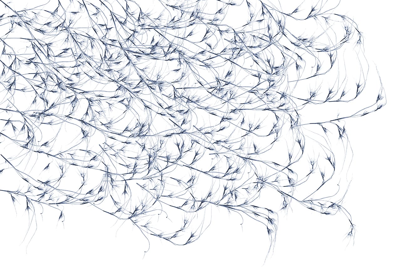 "Kangaroo Grass" by Dornith Doherty, 2014,  45 x 30 inches, archival pigment print (click to enlarge)