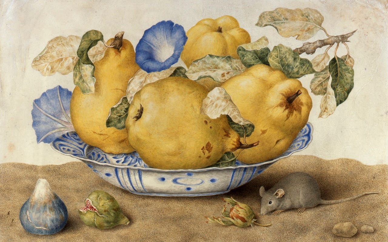 Giovanna Garzoni, Ceramic Bowl with Quinces, Morning Glories, Figs, Hazelnuts and a Mouse, 1651–1662, tempera on parchment. Collection of Silvano Lodi, Campione D’Italia. Courtesy of the Galleria Silvano Lodi & Due Milano.
