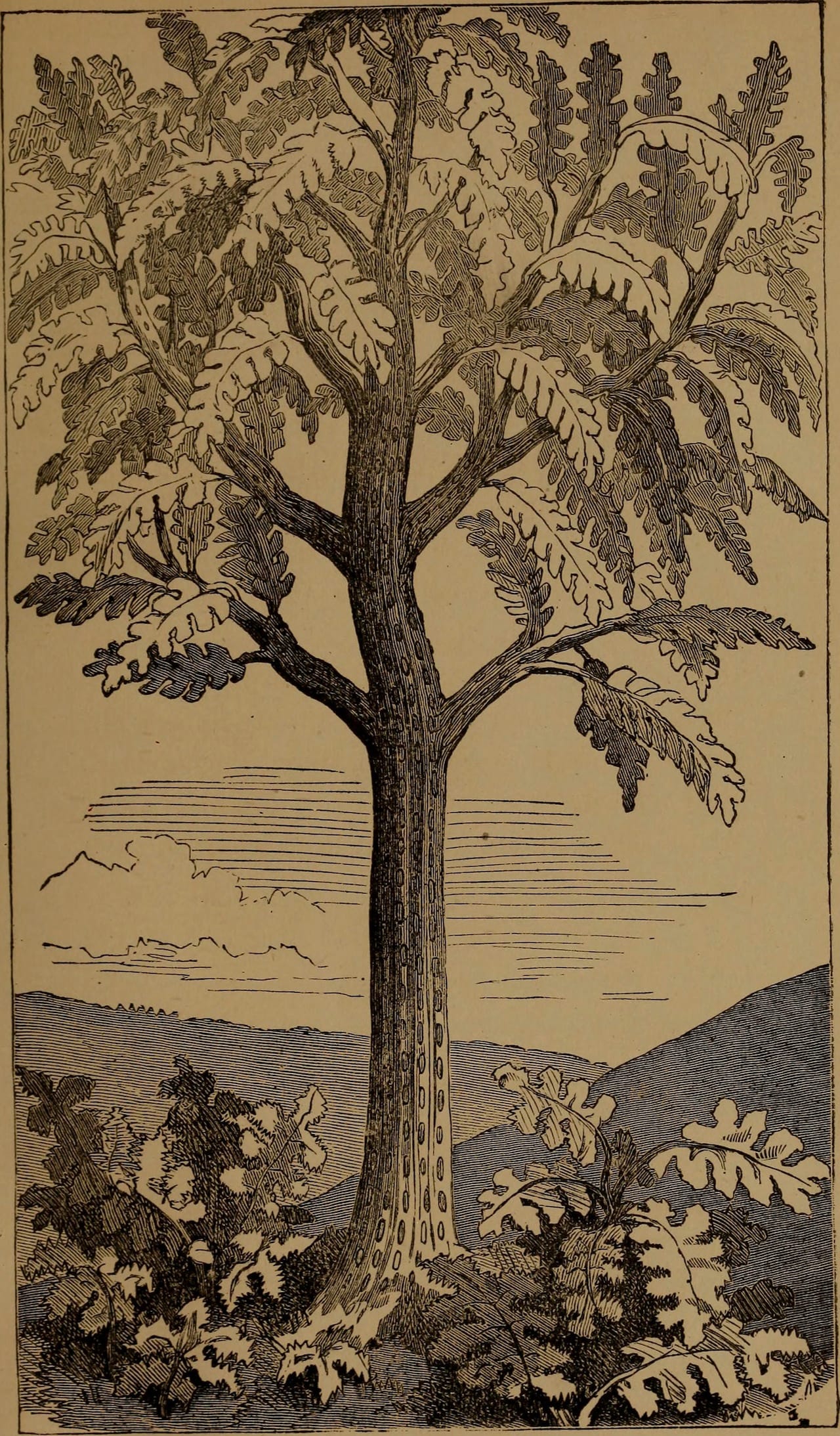 Illustration from "God in nature and revelation" (1875)