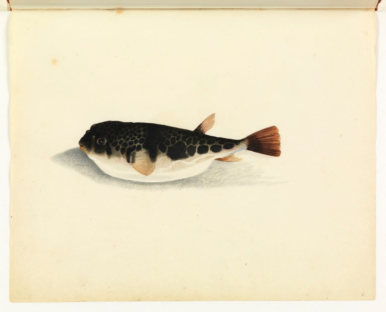 William Buelow Gould, "Toad fish"