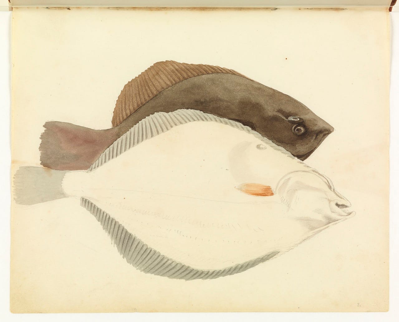 William Buelow Gould, "Flounder, unfinished views"