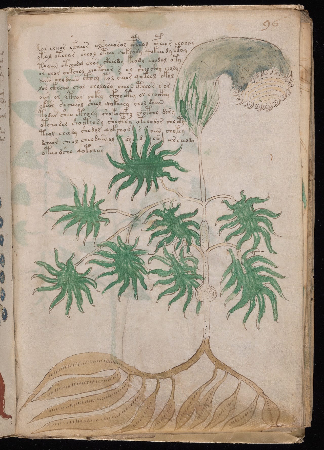 Voynich Manuscript (courtesy Yale University Library)