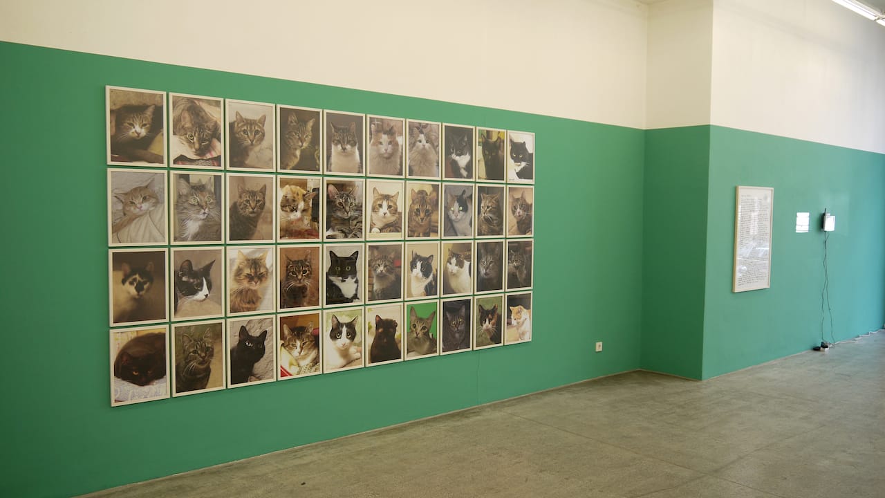 Anna Jermolaewa, installation view of "Untitled (Hermitage Cats)" (2013) (All images courtesy the artist)