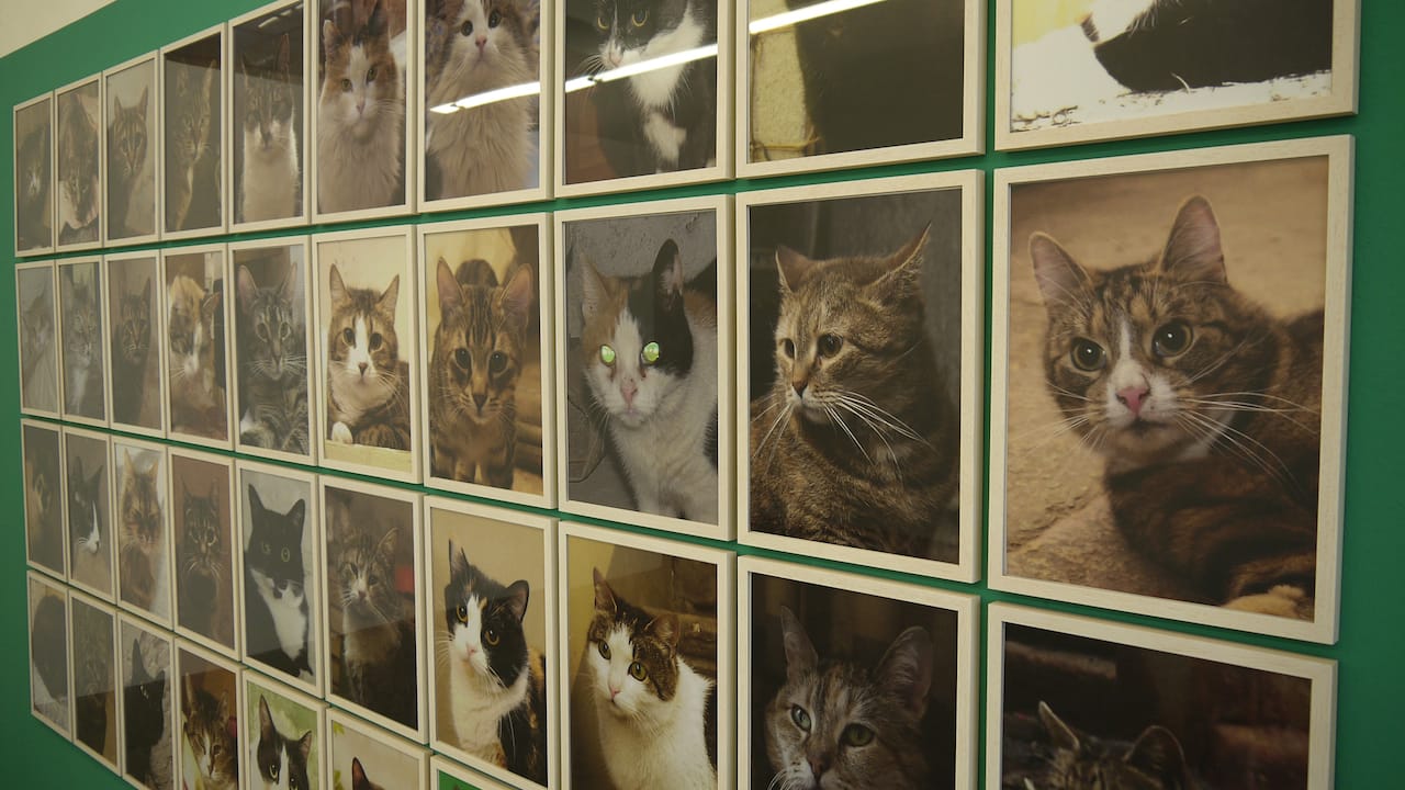 Anna Jermolaewa, installation view of "Untitled (Hermitage Cats)" (2013)