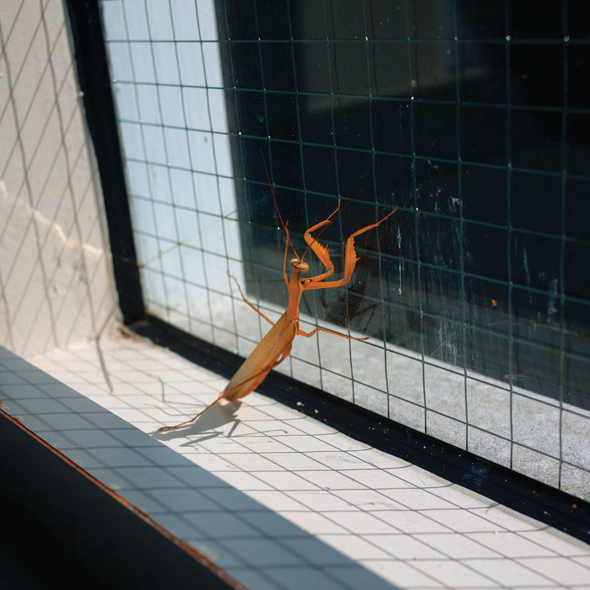 Hiroshi Watanabe, "The Day the Dam Collapses"