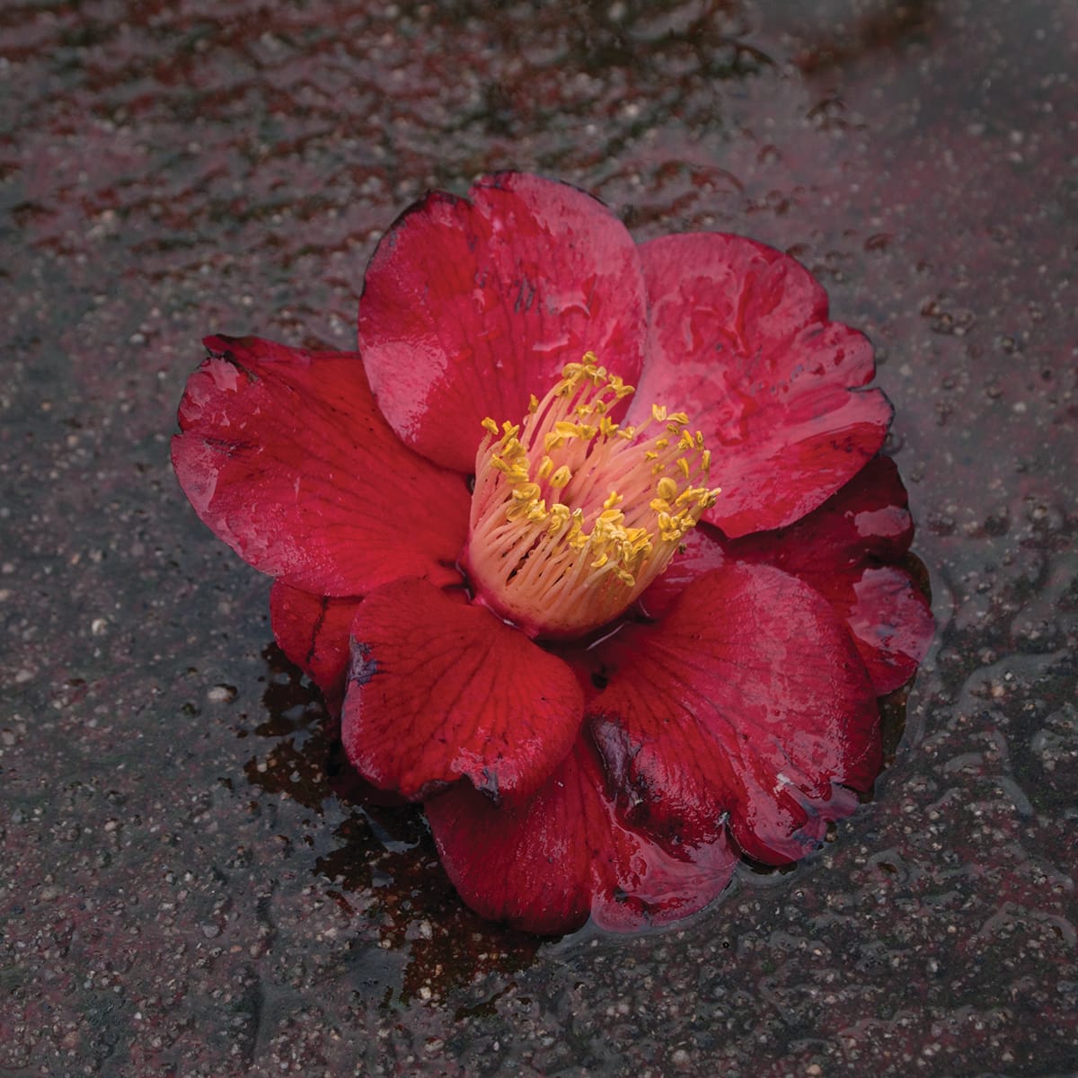 Hiroshi Watanabe, "The Day the Dam Collapses"