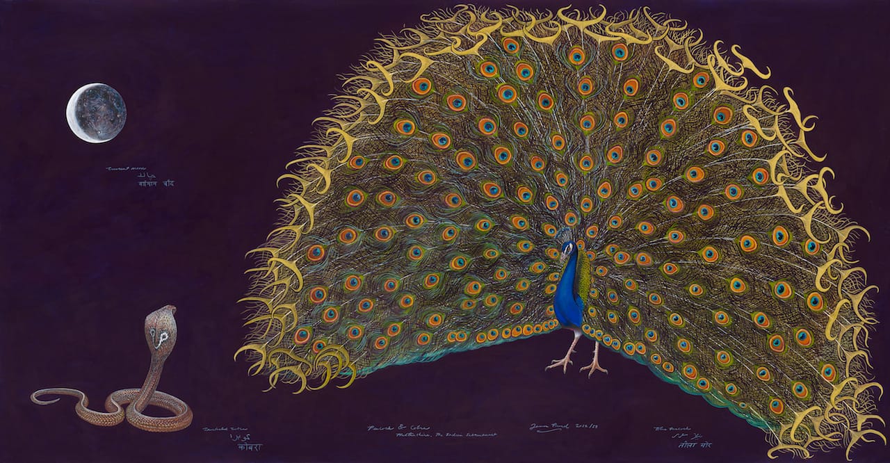 "Peacock and Cobra," (2013) by James Prosek (b. 1975 (Courtesy of the artist and Schwartz-Wajahat, New York)