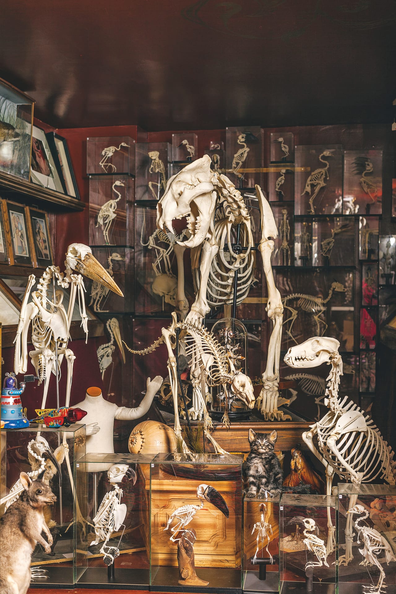 Selection of skeletons (photograph by Oskar Proctor)