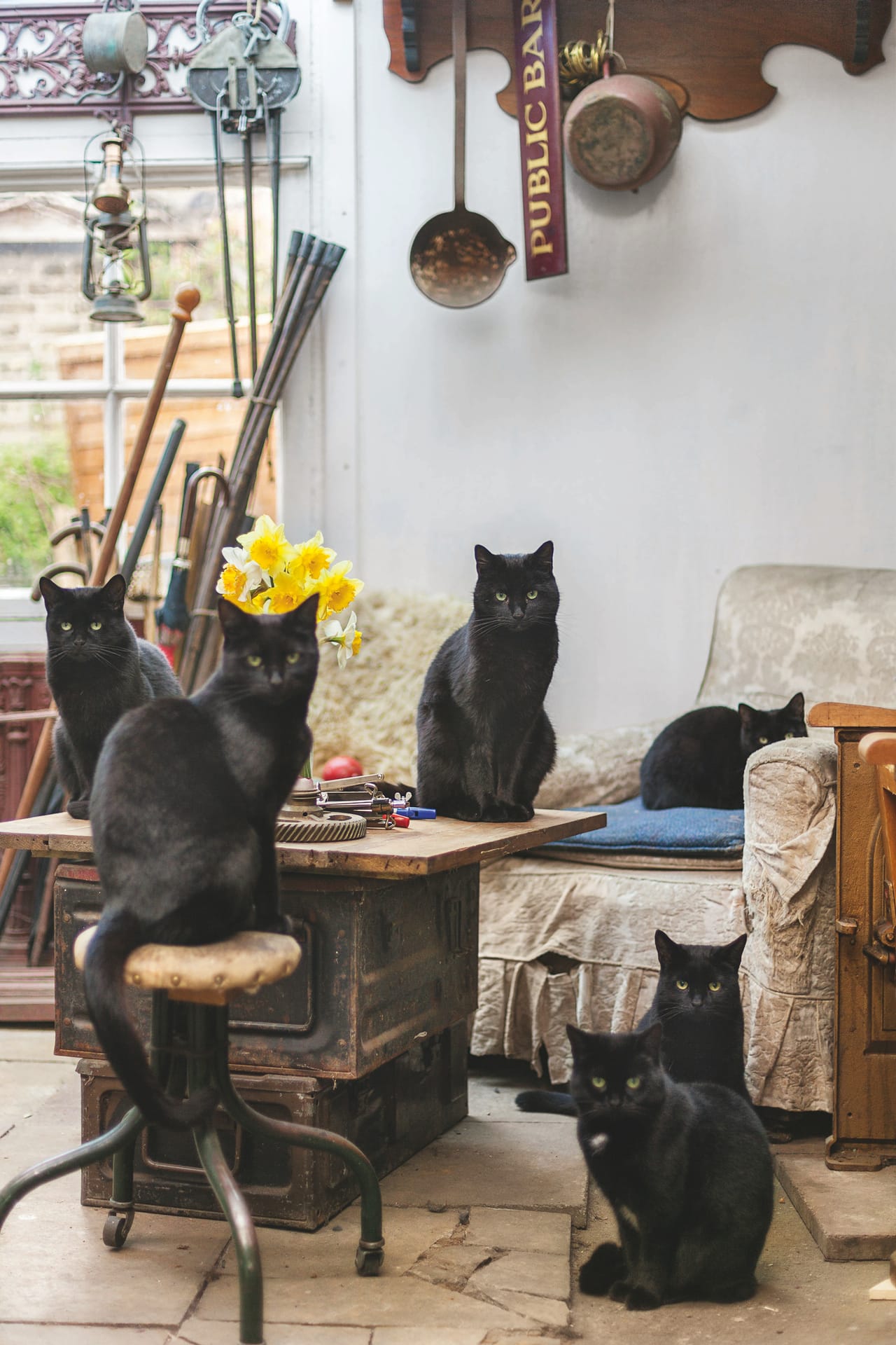 Black cats (photograph by Oskar Proctor)