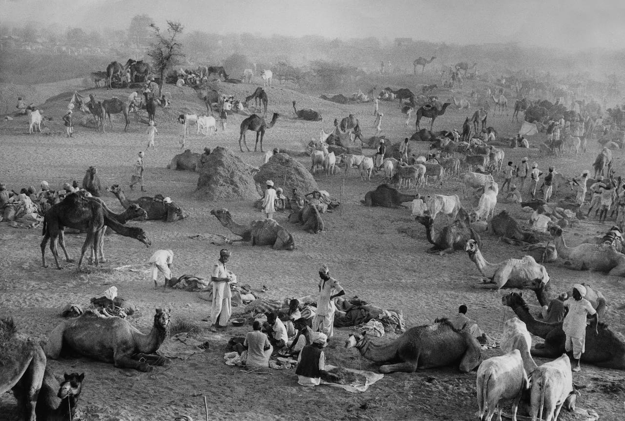 Marc Riboud (French, b. 1923) Camel Market Nagaur, Rajasthan, India; 1956  Vintage print 33.5 x 49.5 cm.