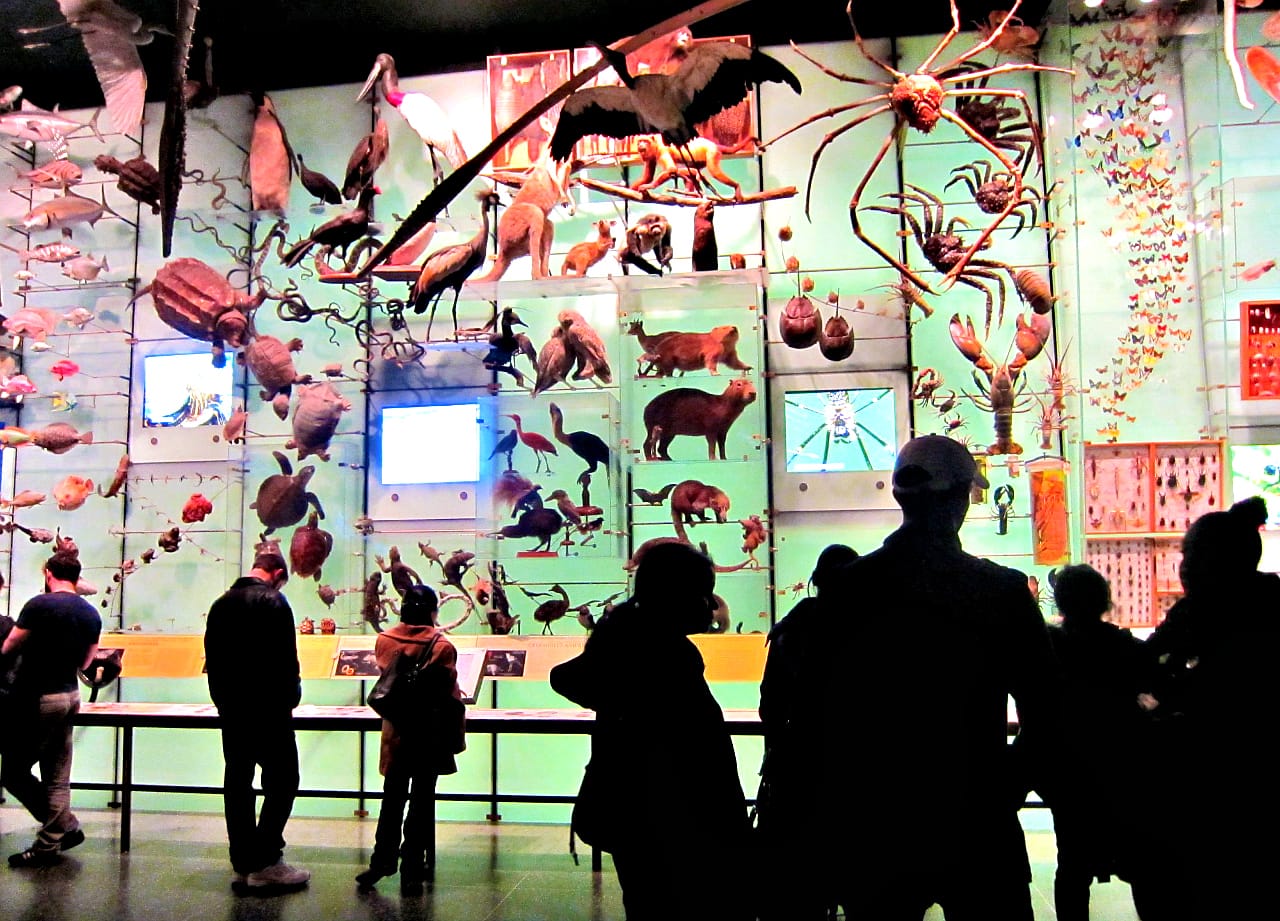 Biodiversity gallery in AMNH (photograph by the author)