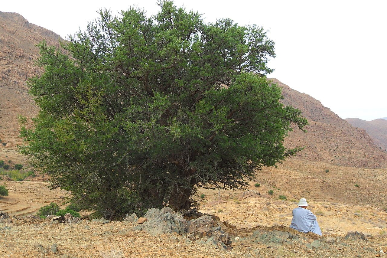 An argan tree in Morocco. The cultivation and culture around the tree was added to the UNESCO List of Intangible Culture (photograph by F. Benotman, via Wikimedia)