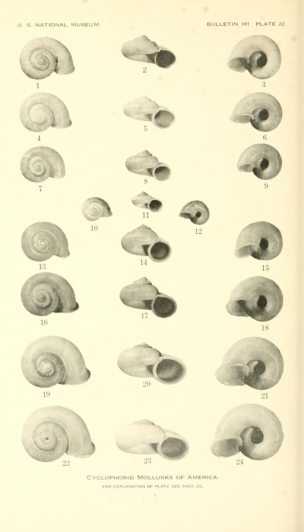 Plate 23 from "The cyclophorid operculate land mollusks of America", co-authored by Carlos de la Torre y Huerta
