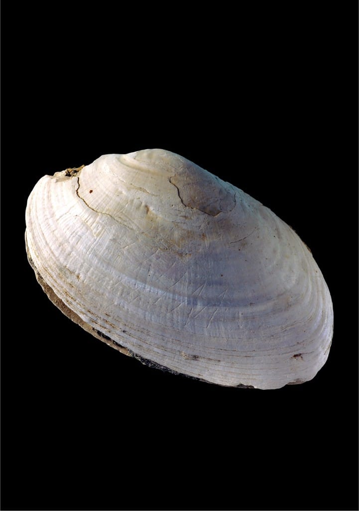 The mussel shell found in Indonesia scratched with a zigzag believed made by Homo erectus, which would make it the oldest art (courtesy Wim Lustenhouwer, VU University Amsterdam)