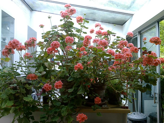 Floral life in Sherman Sam's studio