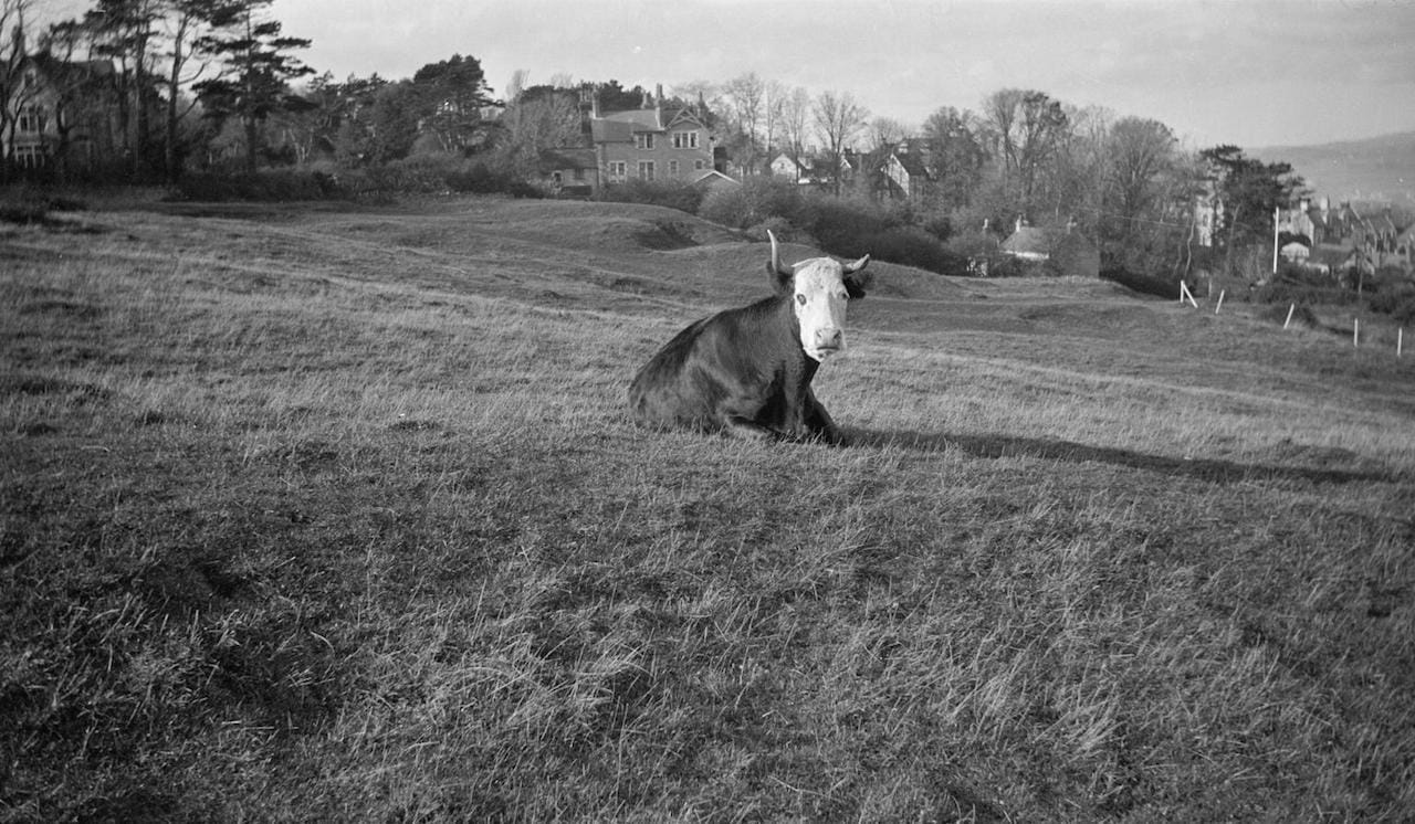 Paul Nash, Black and white negative of a cow in Swanage (date unknown) (© Tate, Paul Nash Trust)