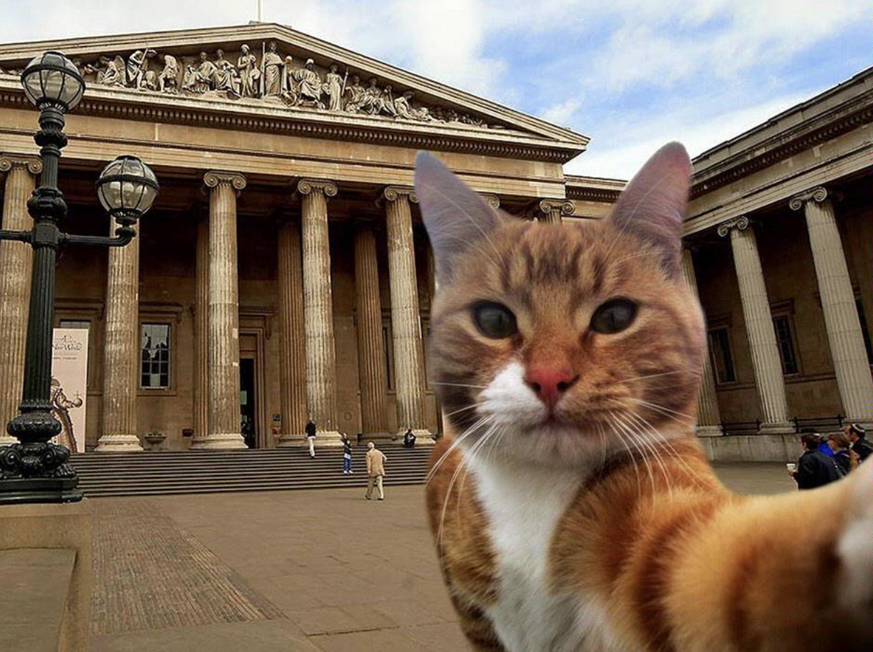 Is @CuratorialCats a victim or a perpetrator in this #museumselfie crime? (via @CuratorialCats)